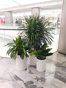 惊!奉化植物租摆价格竟藏着这些省钱小秘密